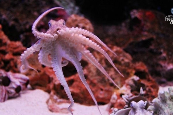 Kraken20 at